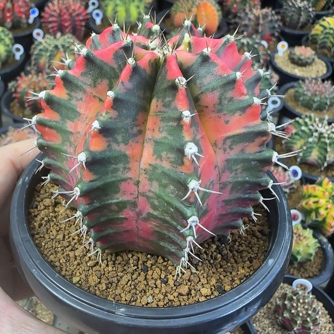 米哈臀锦喜欢直接拍