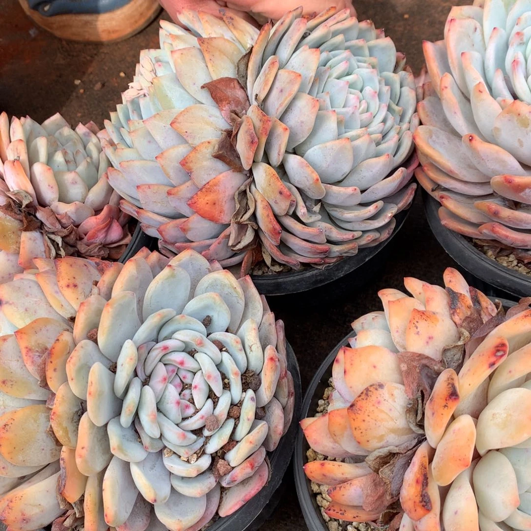 橙梦露的时候我也