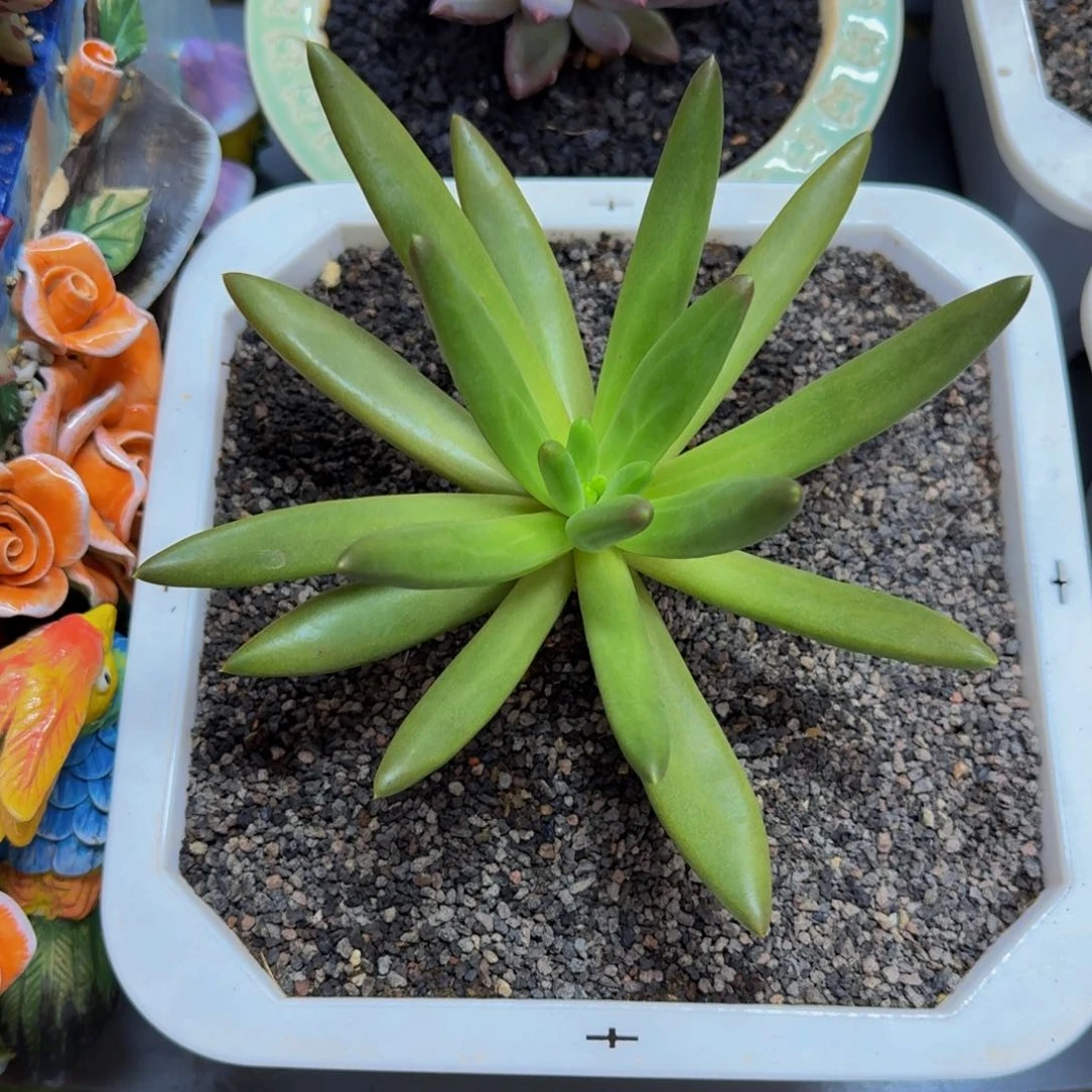 小**周朵唯菲一颗肉肉