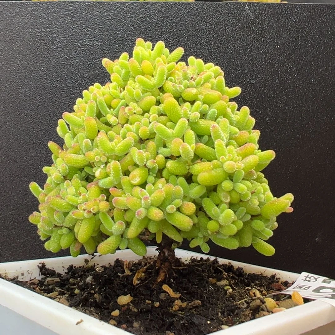 u974提根造型桩蜜橘糖球冠幅7cm