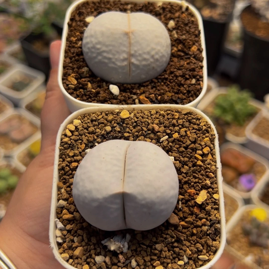 452多肉植物种类多样