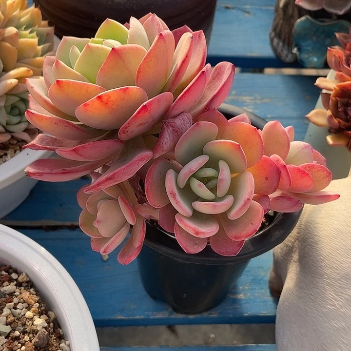 166 多肉不带盆土满20包邮发