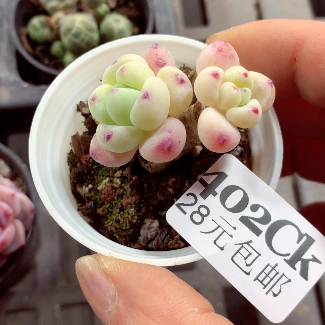 5厘米盆精控多肉402