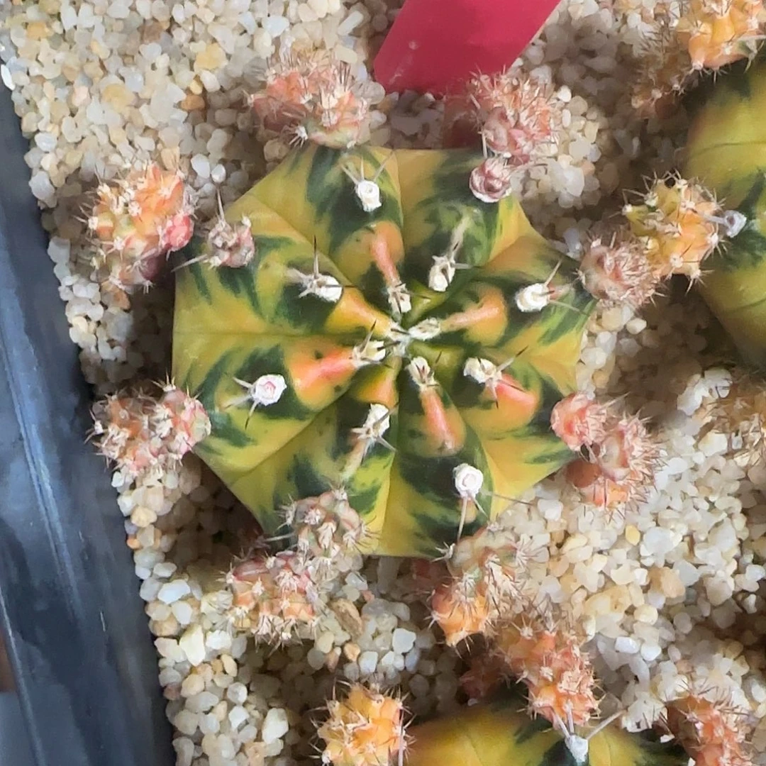 L709-0103泰国发货 小马克