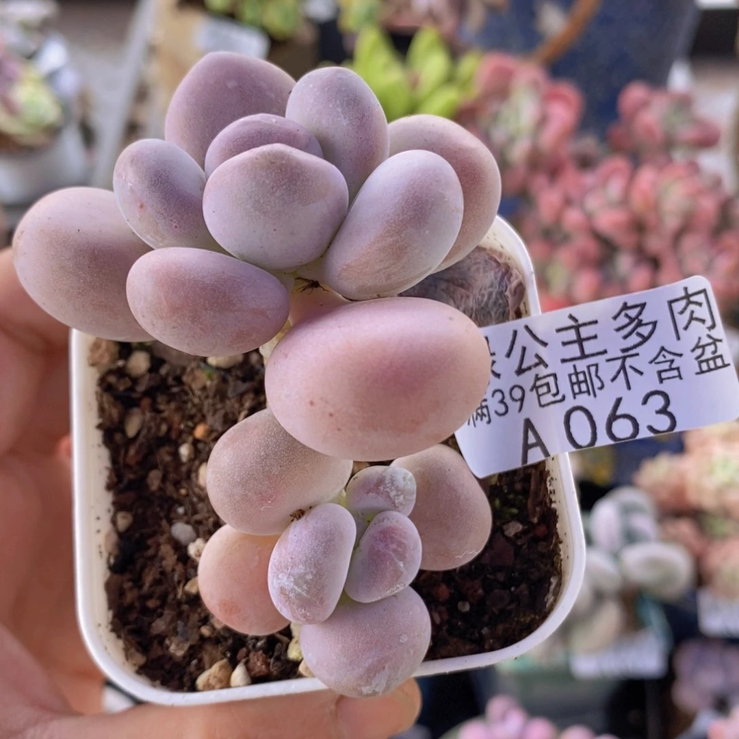橙雪球6cm063多肉植物