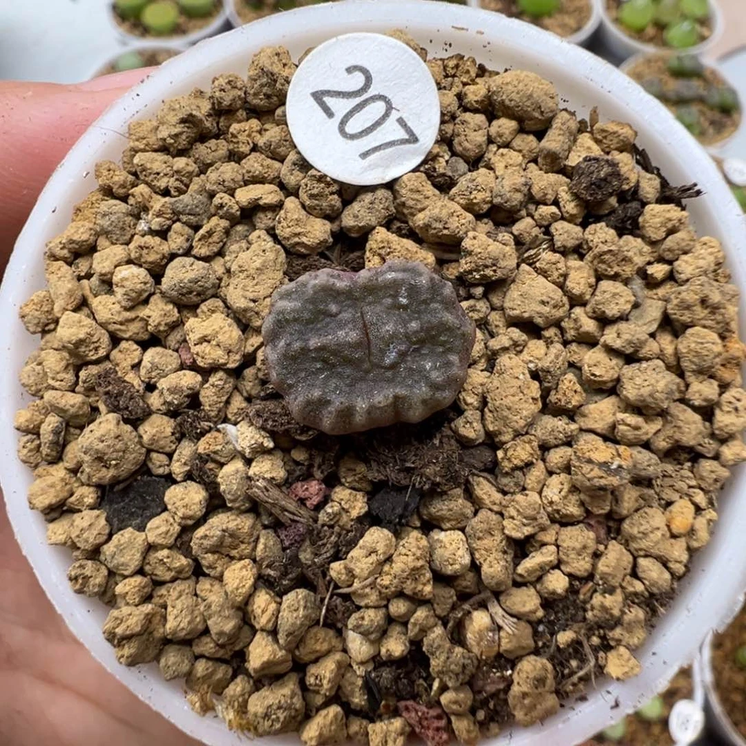 优选杨基一颗脱土207000