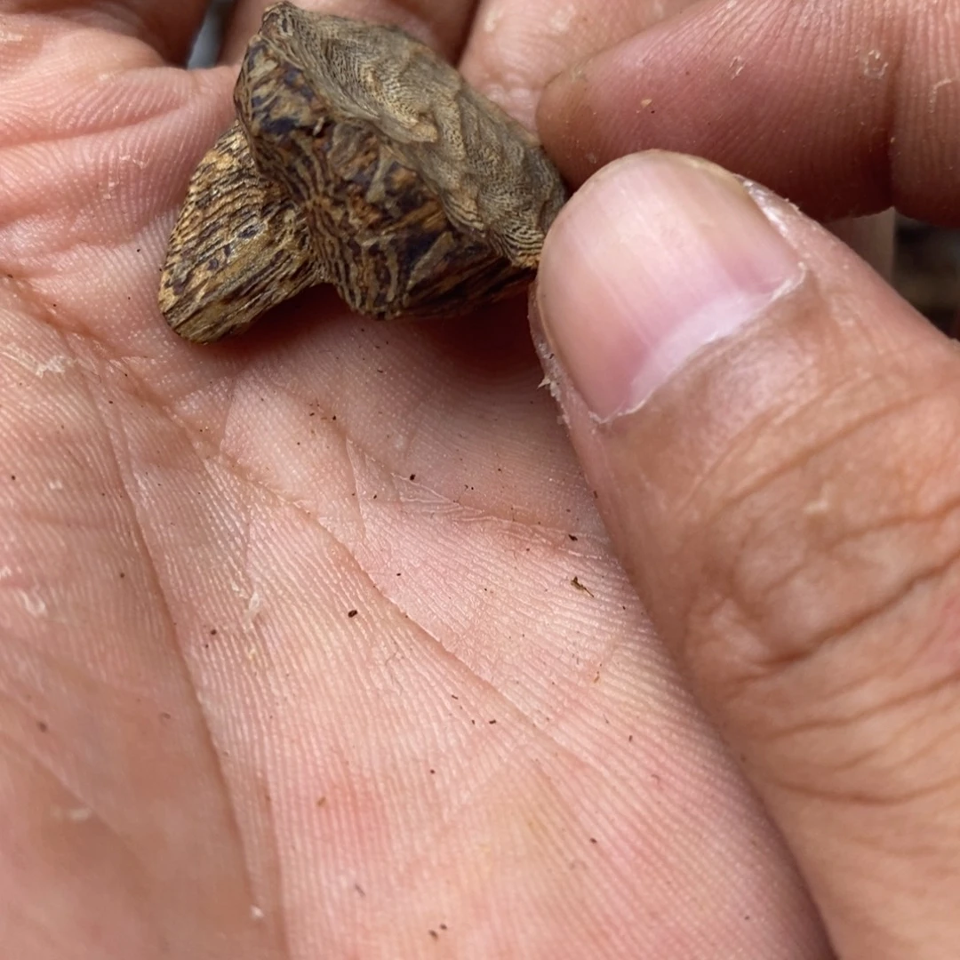 沉香沉香碎屑壳子