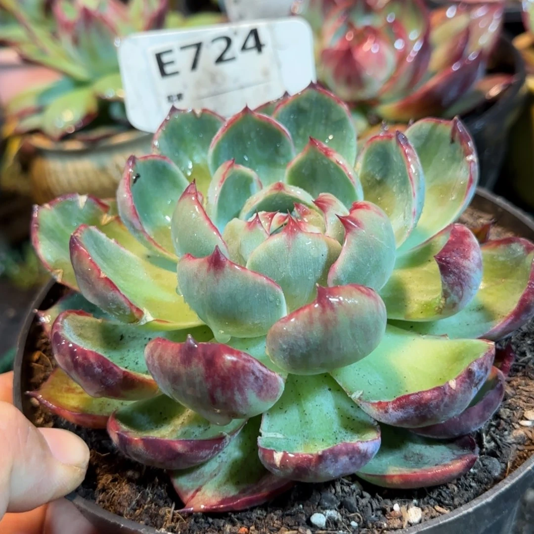 惊鸿一物一拍包装收缩花旱724