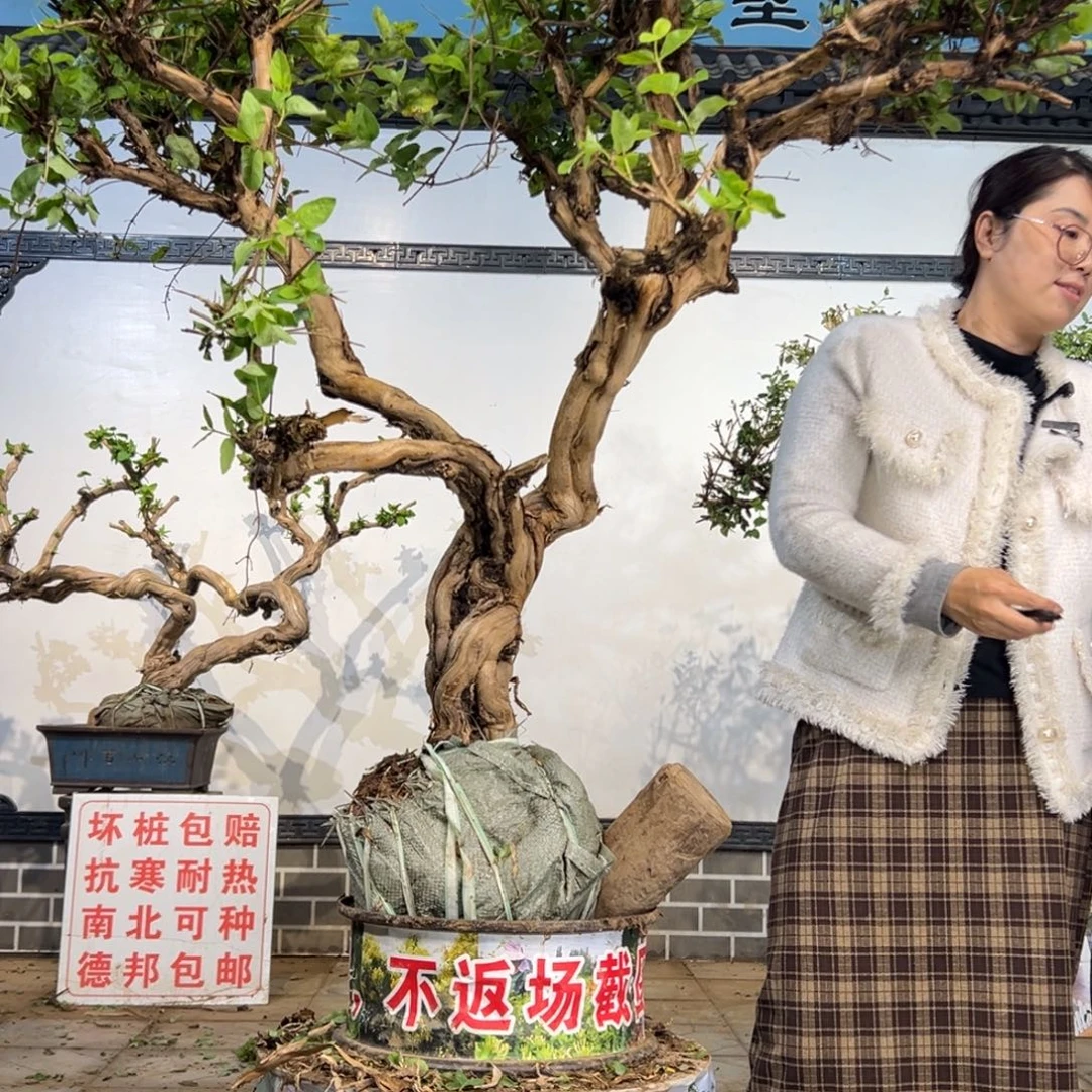 完全开放金银花88888
