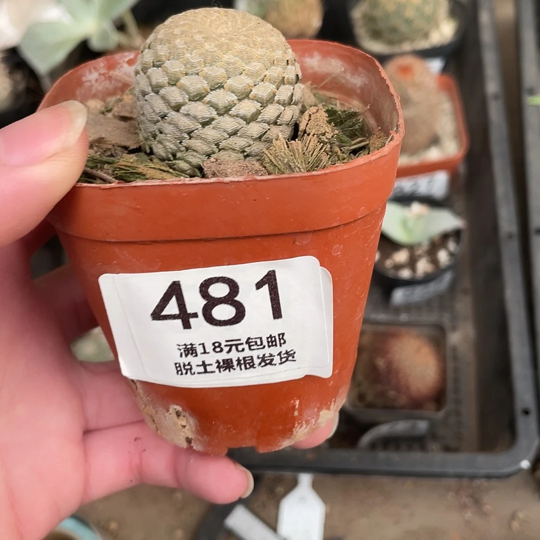 481鱼鳞大戟（满18包邮）