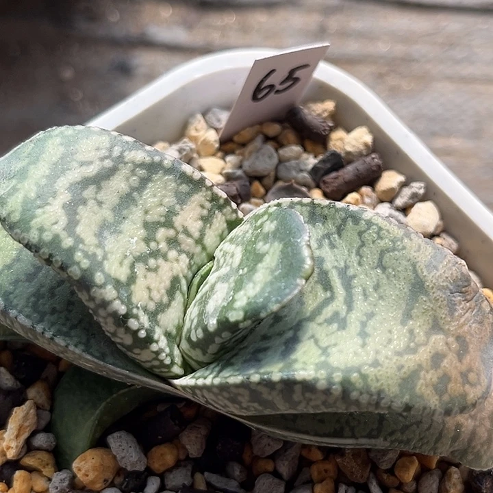 65脱土发货11111111