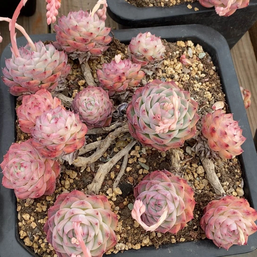 水晶玫瑰大老桩散群好看