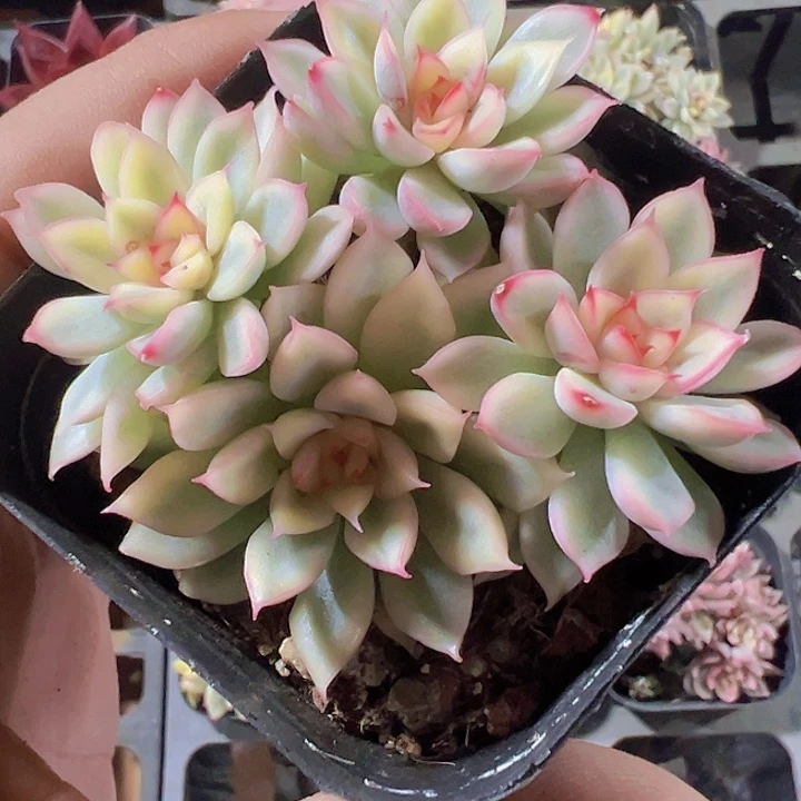 女雏锦精品多肉植物