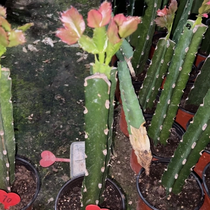 平***生当前无花栽培后可以开花083  40