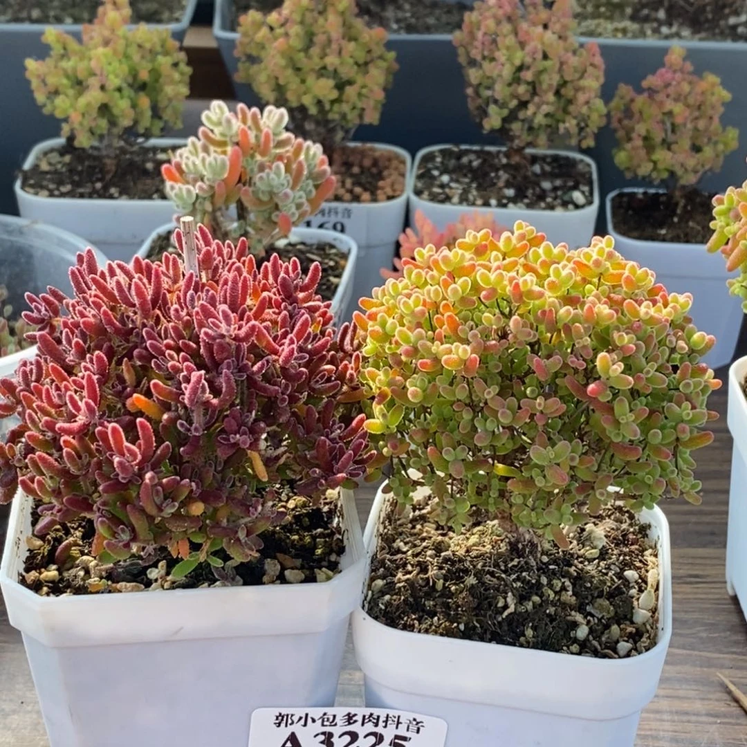 ****红麒麟➕蜜橘糖球3225