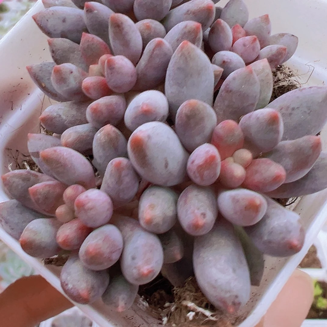 蓝舌群19包邮多肉植物