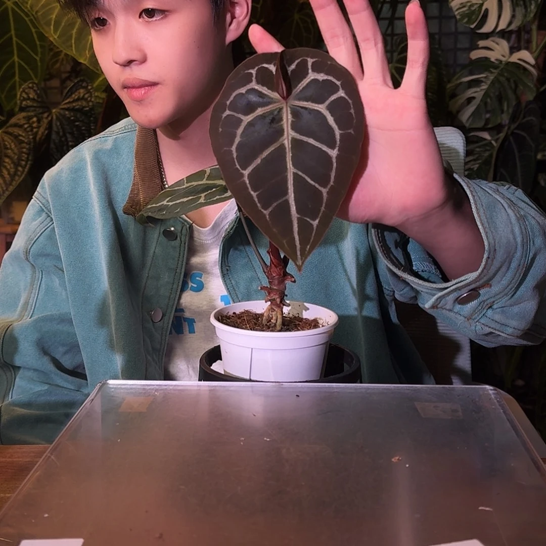 不开花植物A16大风车红铜杂米歇尔