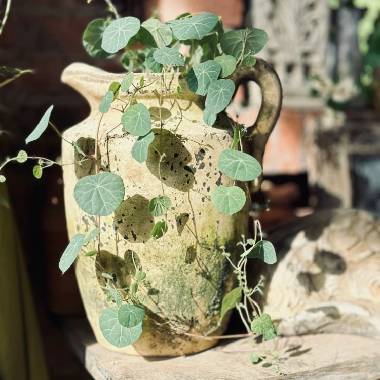 手工做旧红陶复古罐子单耳罐子花盆三角梅 月季花盆