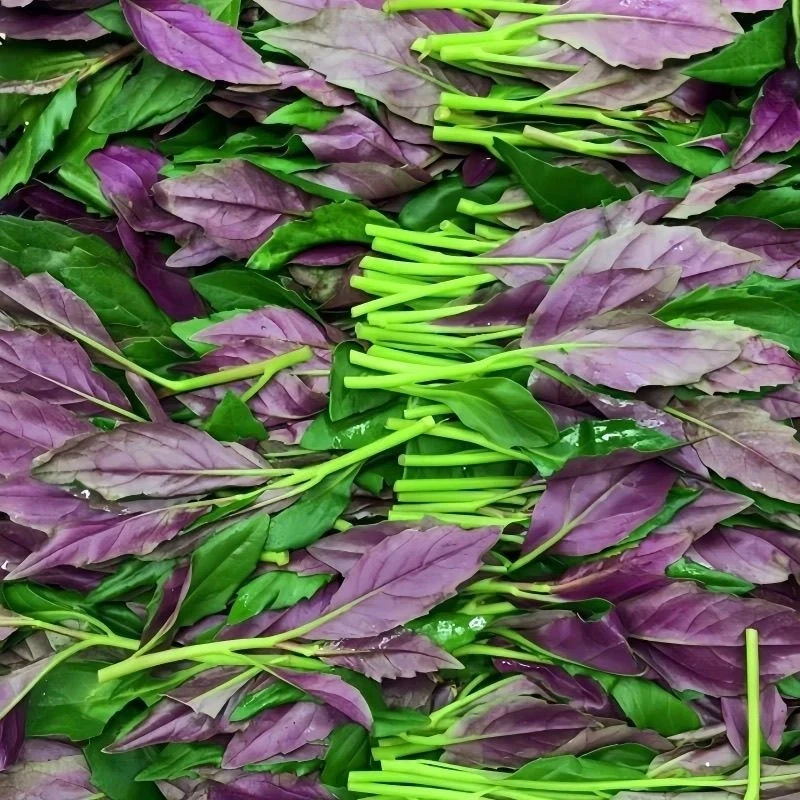 【紫背天葵种子】血皮菜种子家庭阳台小院盆栽地栽四季种植绿色