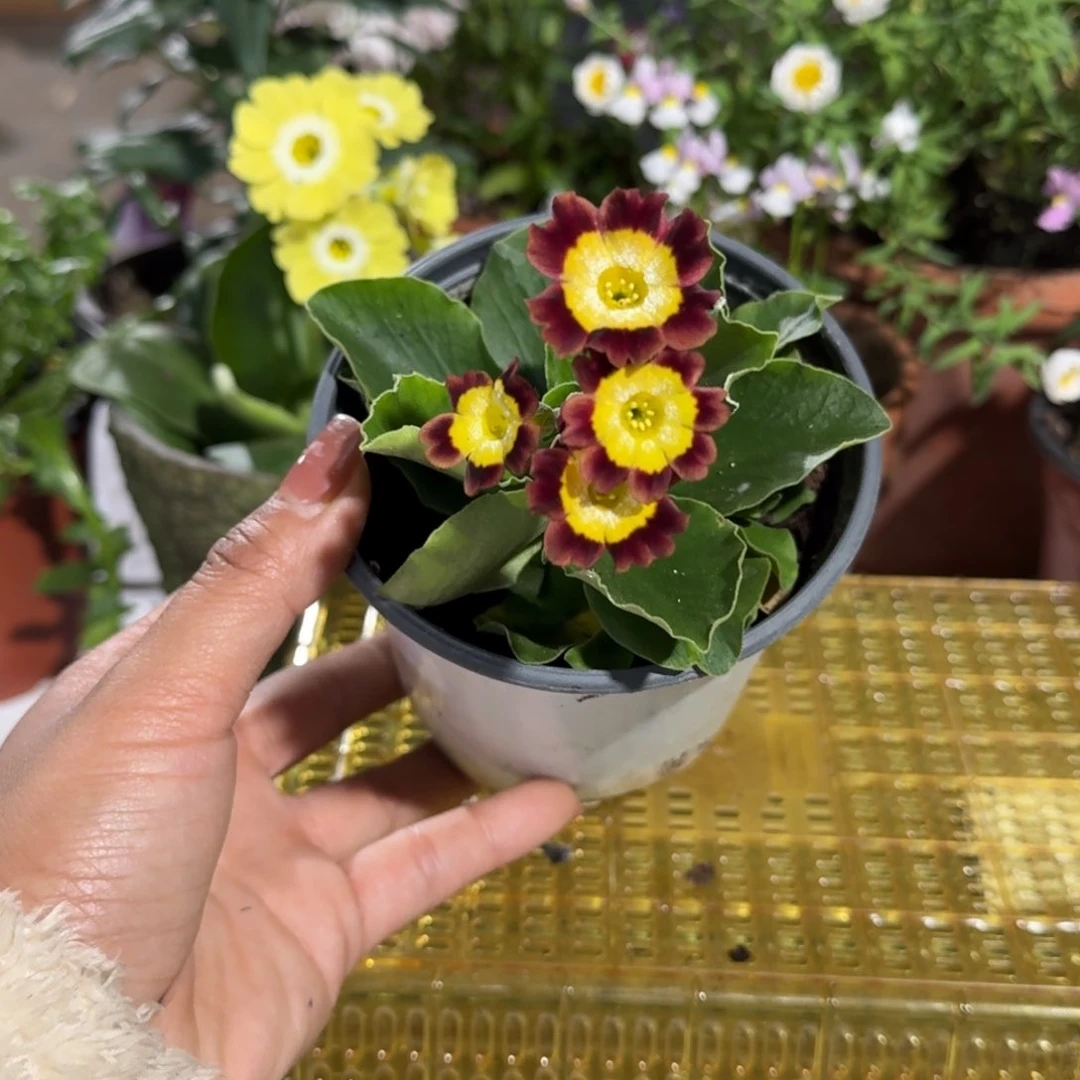 一物一拍耳叶报春A210