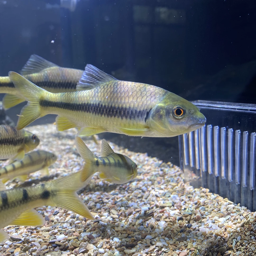 6-7CM原生黄腹溪石斑小型群游小型淡水鱼观赏鱼冷水好养耐寒耐活