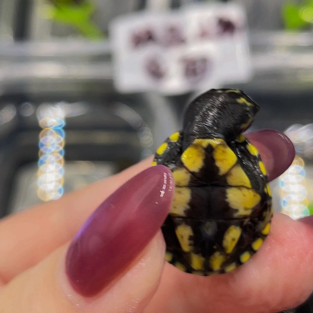 蛋龟母不分公母45666