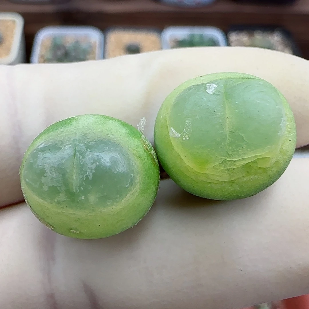 812日系大红拉登福利