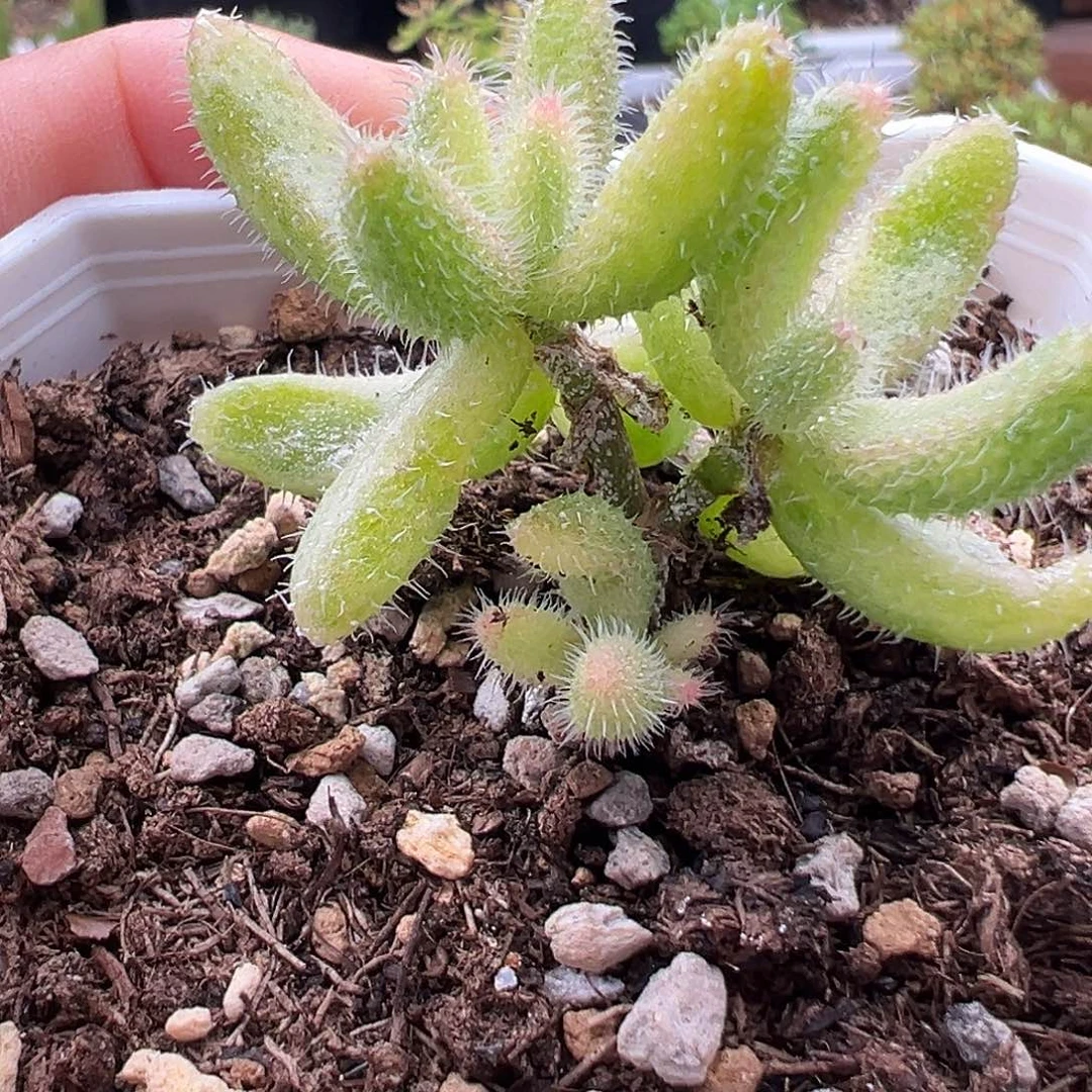 217号雷同锦10.27多肉