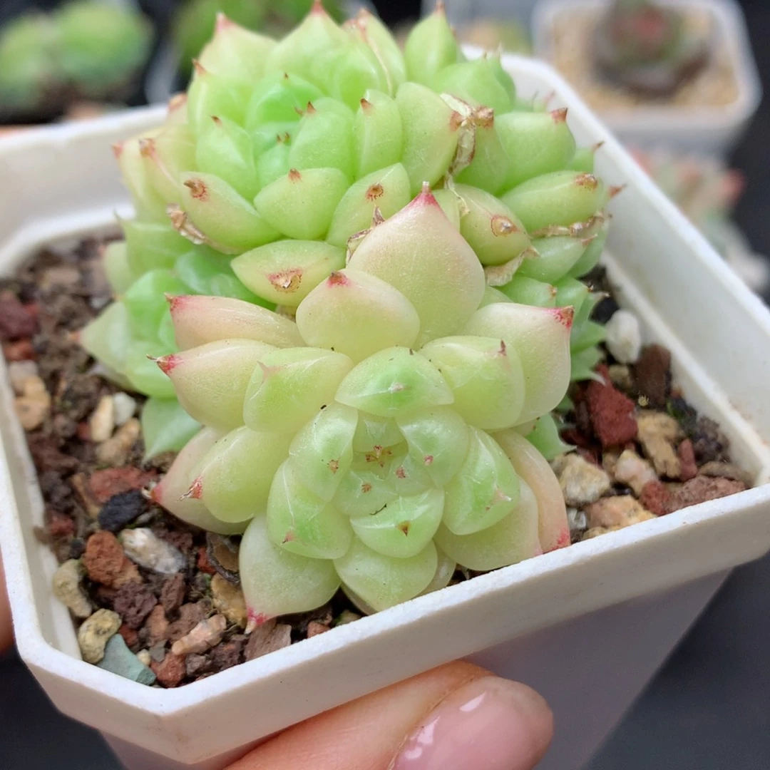 58包邮  群生不包整67