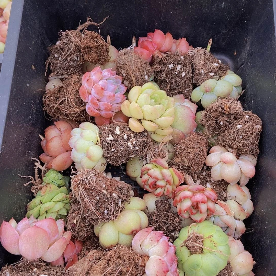 0000000000001量拍保底20颗