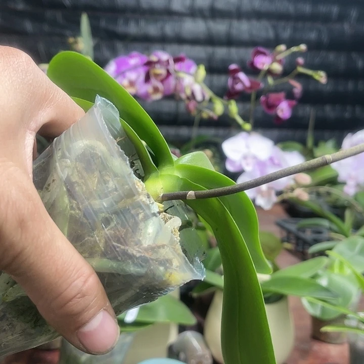 当前无花栽培后可以开花豆蔻