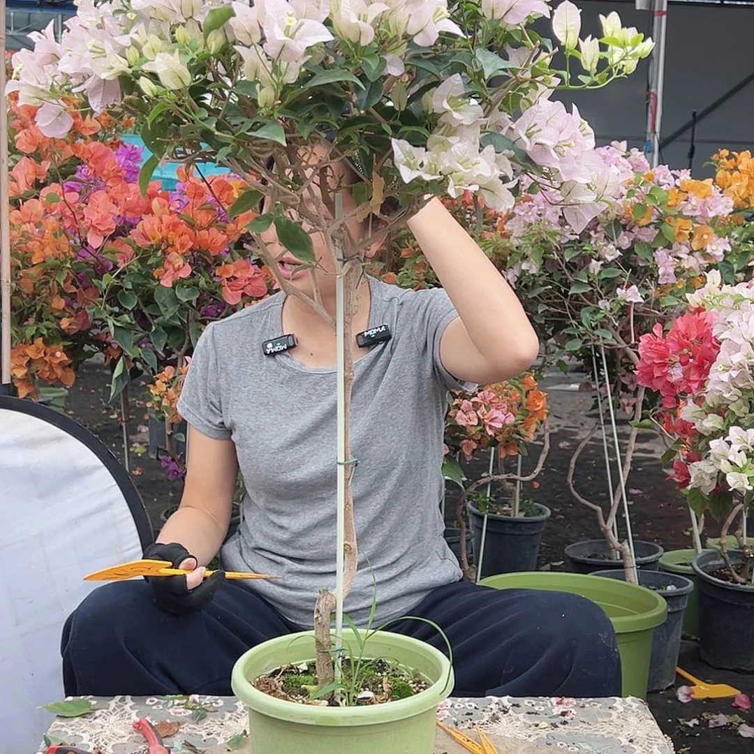 童***_大部分花苞少量开放K62苹果花