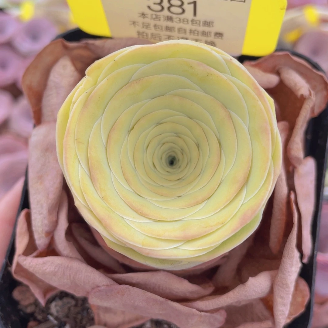 山地玫瑰381满38包邮裸根发货