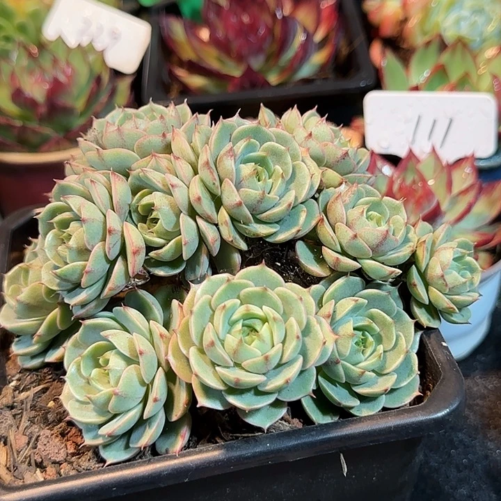 丸叶玫瑰本吧惊鸿一物一拍包装收缩花旱