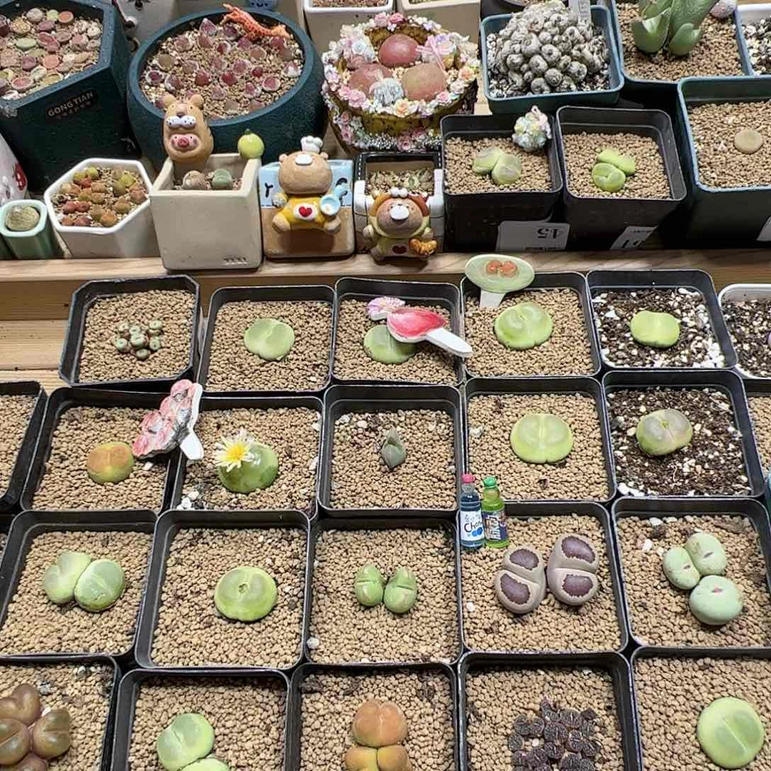 【闪购商品】智***刚243 福利