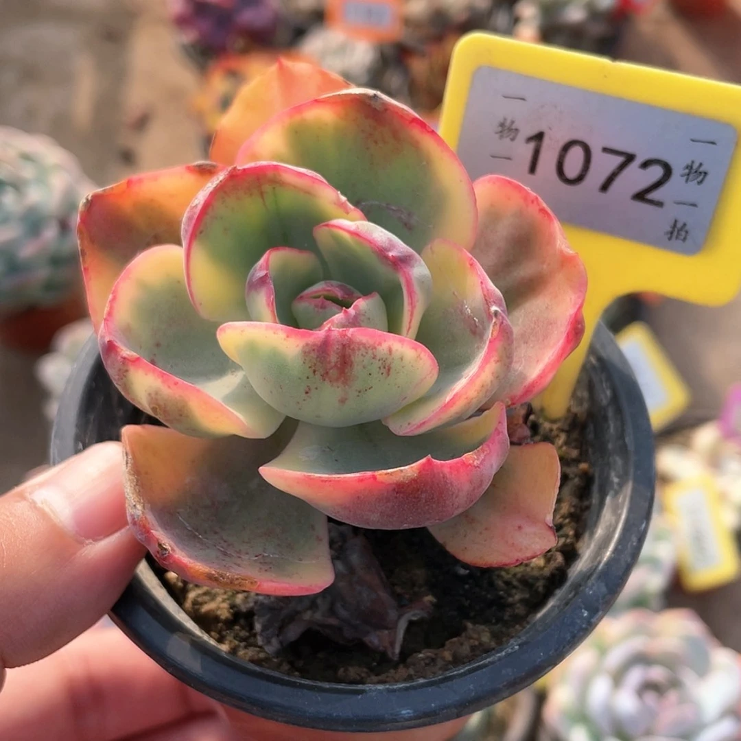 【闪购商品】1072号