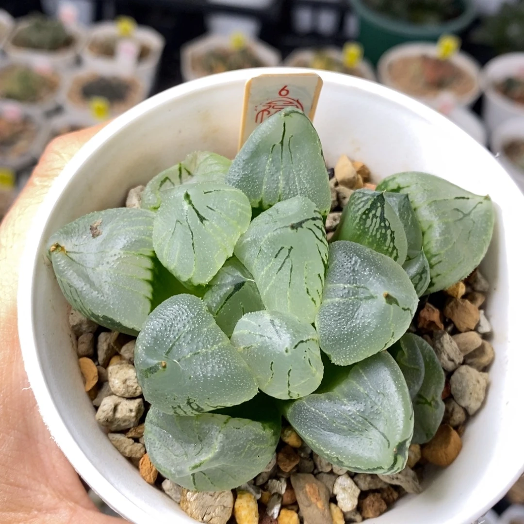 6号虞美人多肉植物