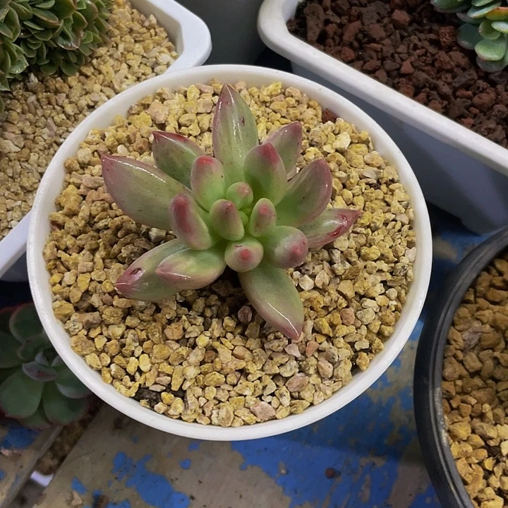 空***白一物一拍一物一拍