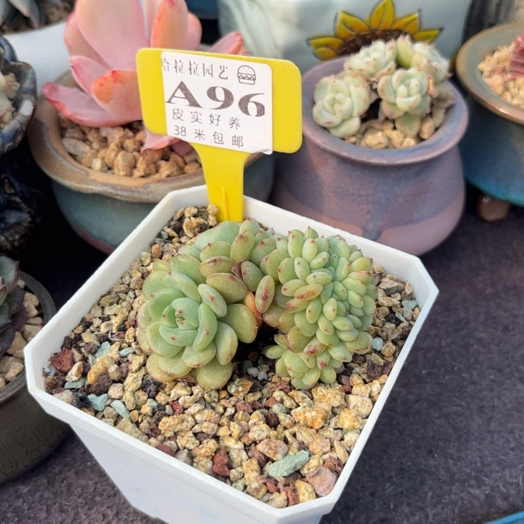 ?*一多肉植物白胖子醉话。