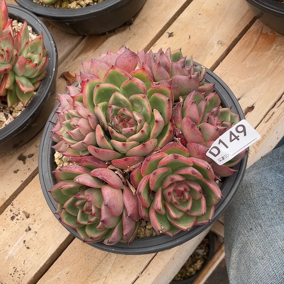 若如东云单拍D149