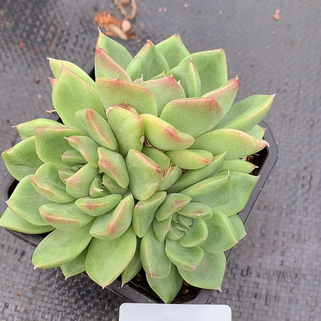 【闪购商品】云27号