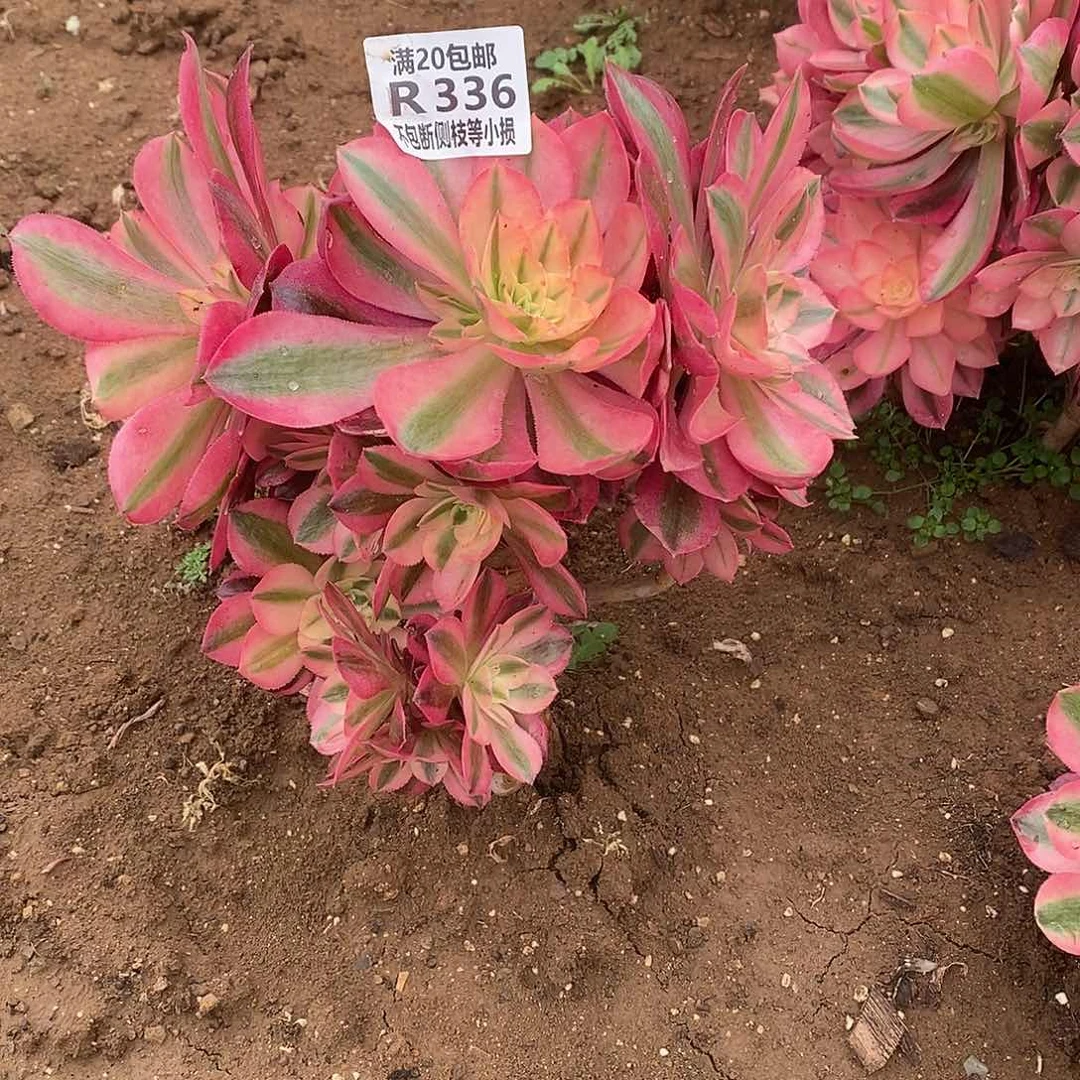 336女巫多肉法师锦多肉有砍