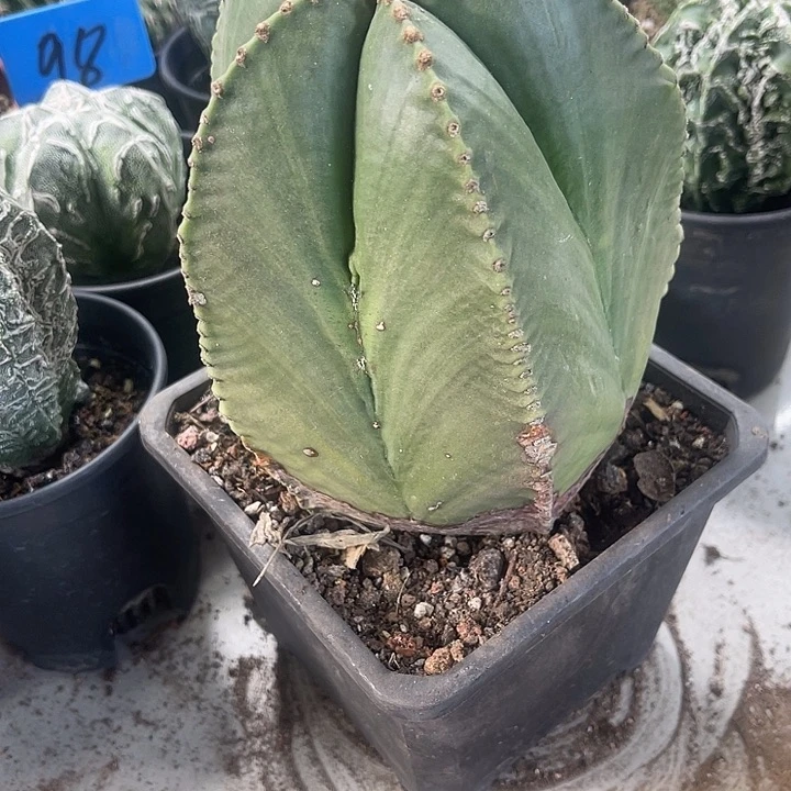 仙人球开花仙人球上