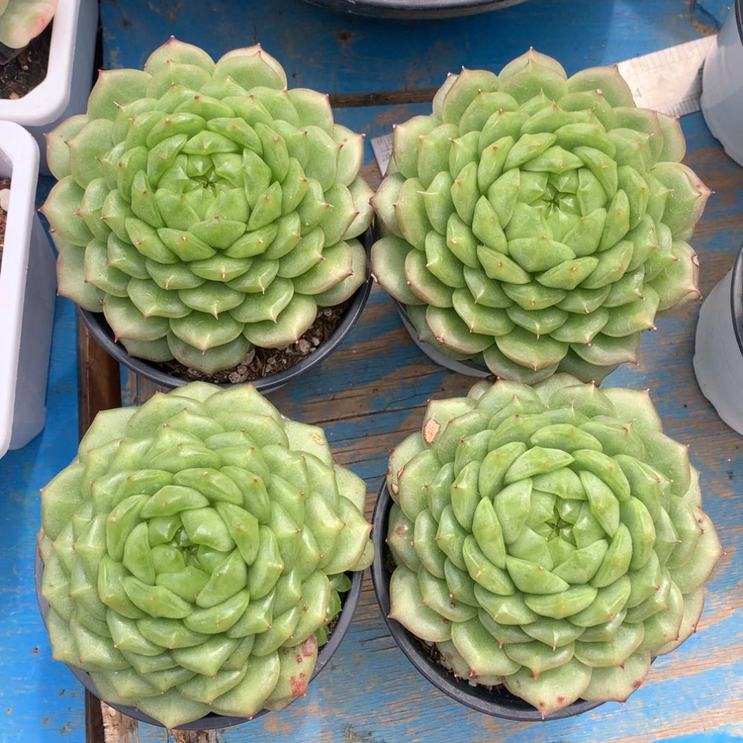 灯泡珍妮单头一颗