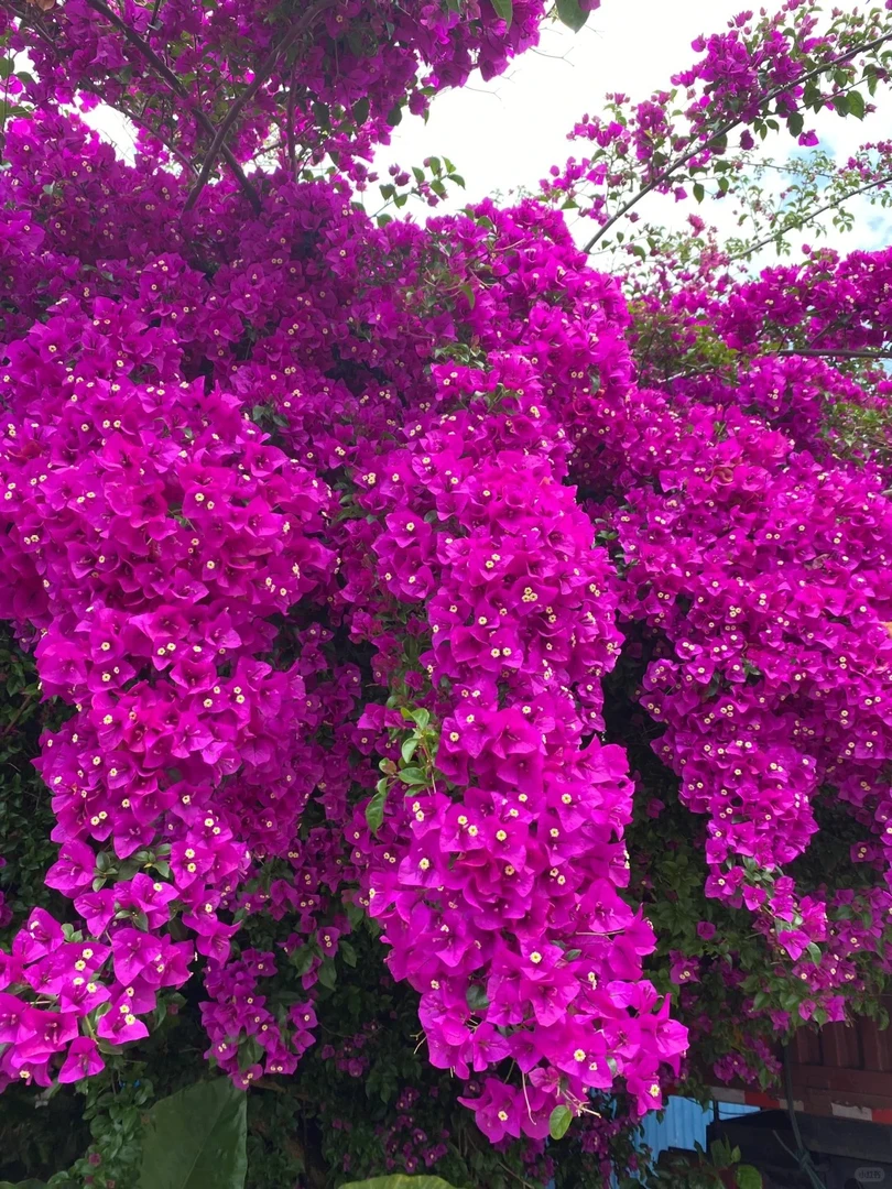 三角梅爬藤植物带花卉盆栽重瓣老桩庭院四季开花
