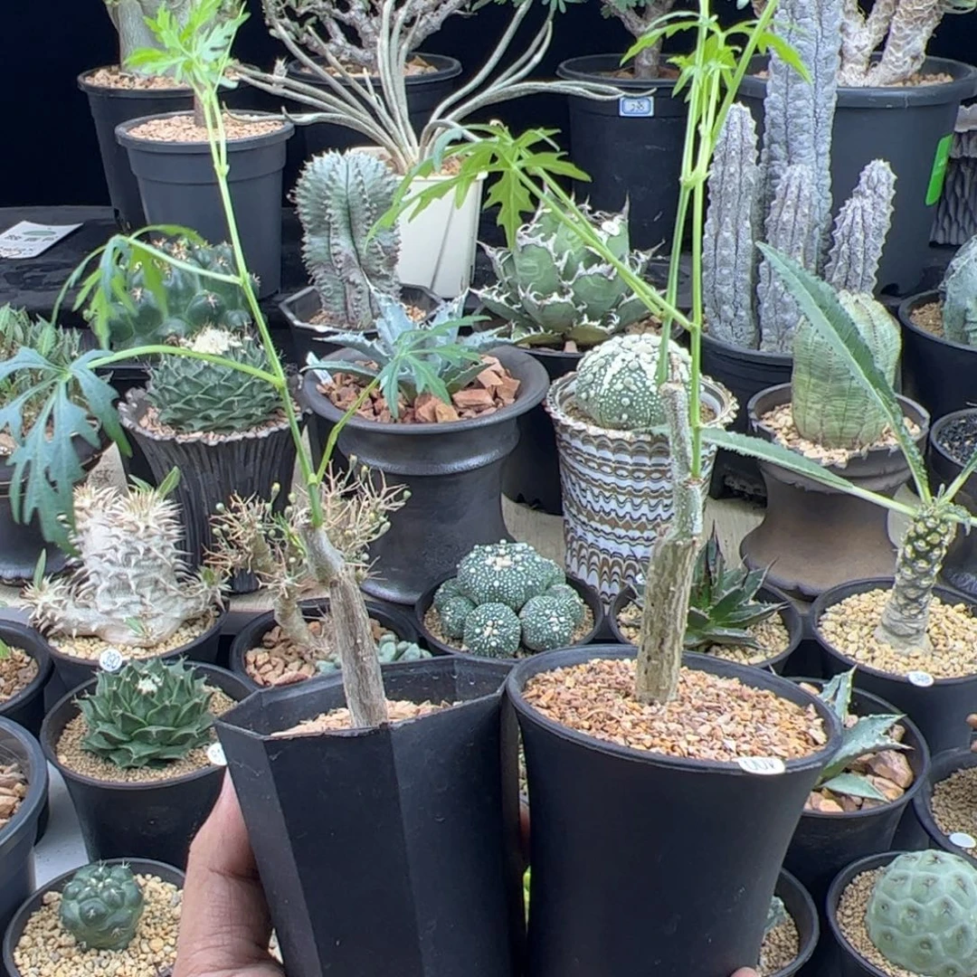 鱼***乖枫叶苦瓜两颗一物一拍