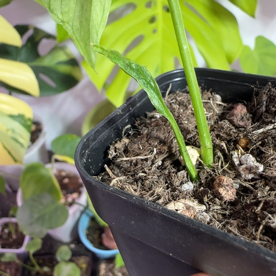 暗***士完全开放龟背竹种子苗