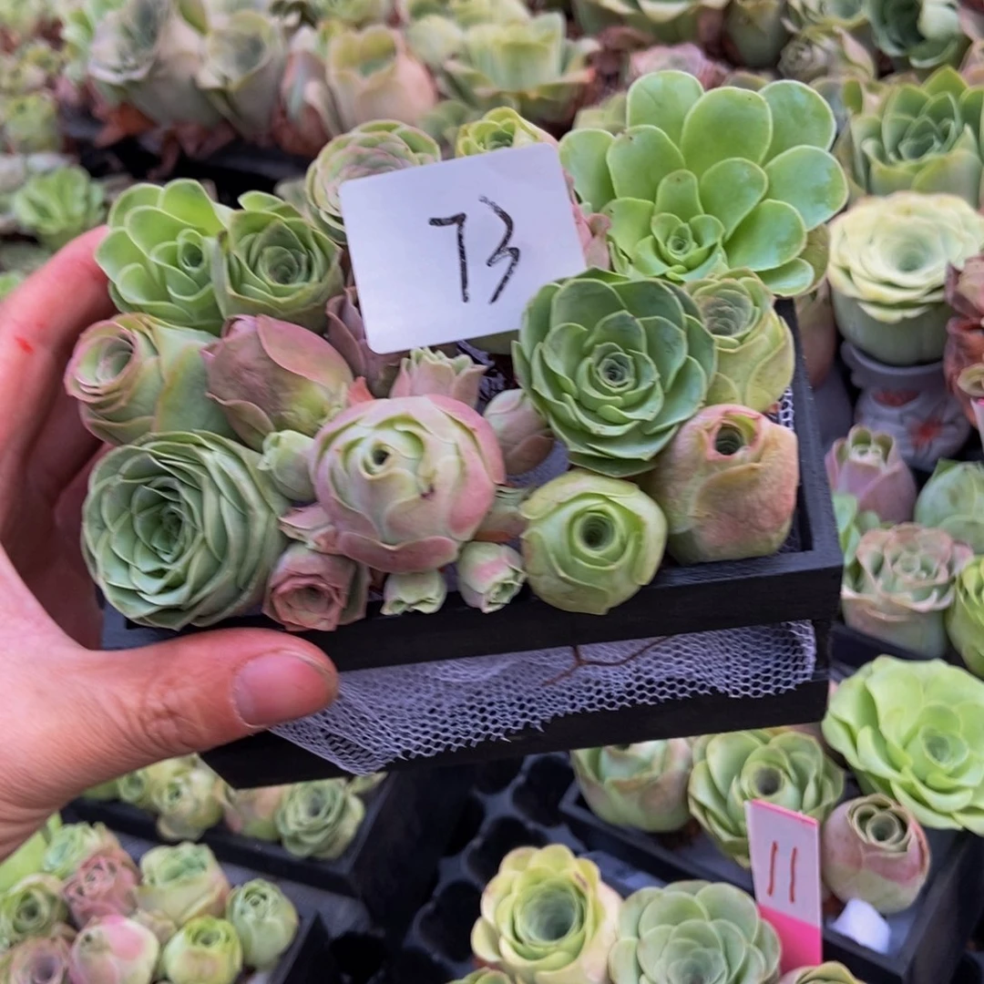 绵***杨山地多肉植物花卉73