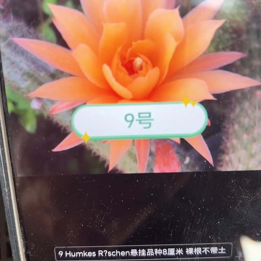 金妞9号侧牙20包邮仙人球5