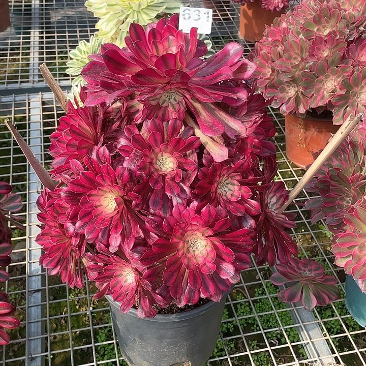 泽*多肉法师多肉法师631